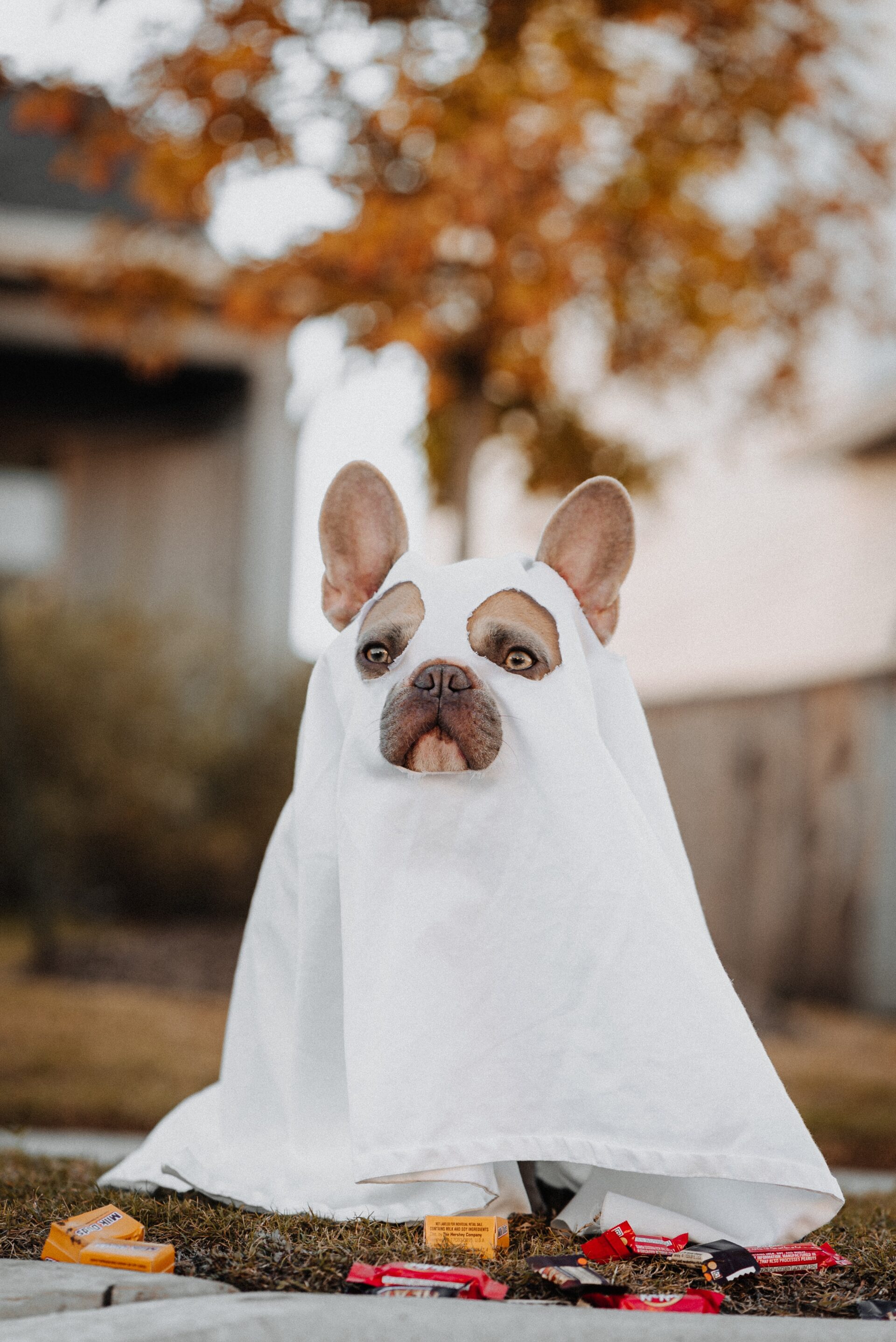Dog in costume